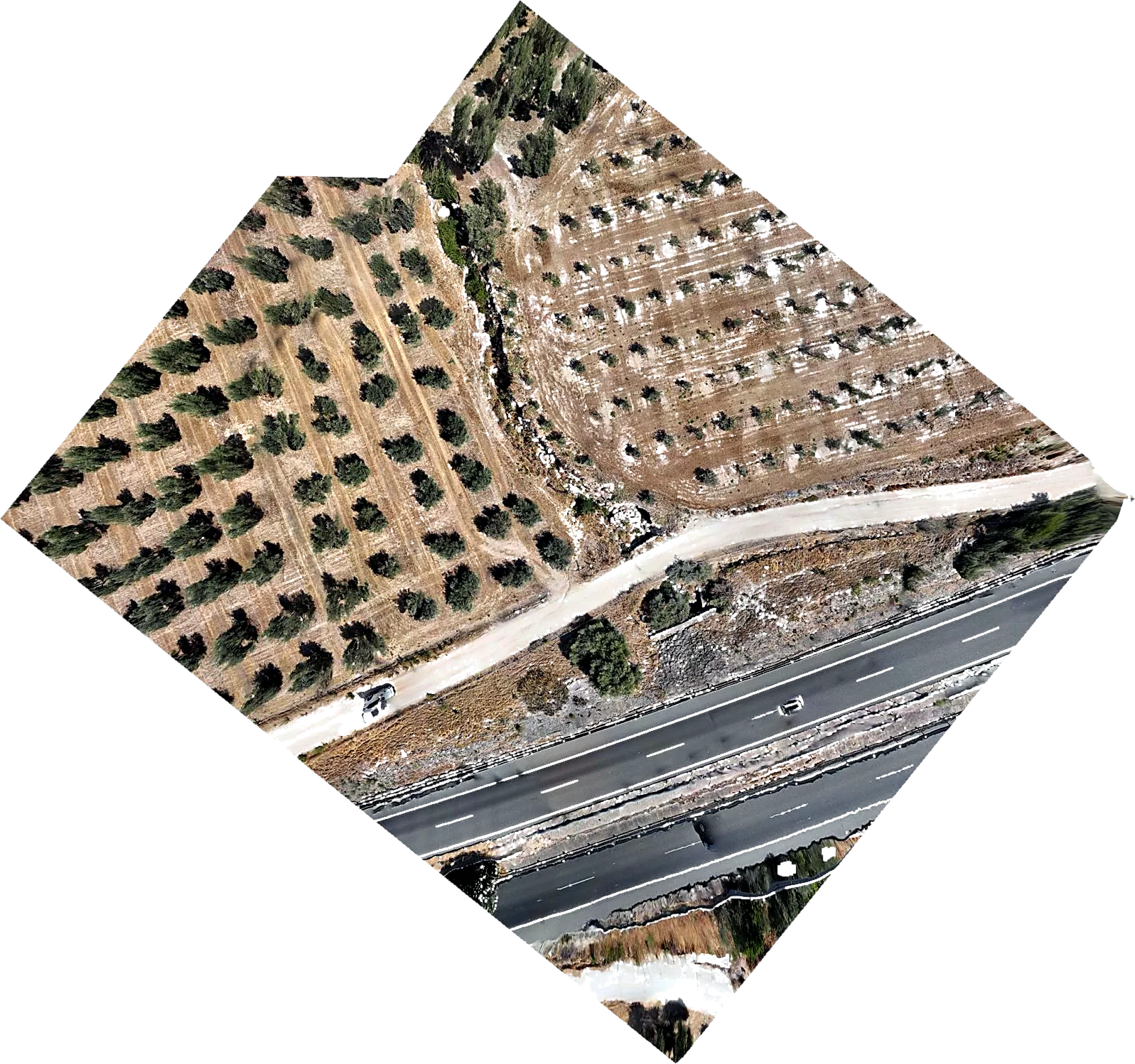 Ortofoto georreferenciada de una parcela agrícola obtenida por fotogrametría con dron